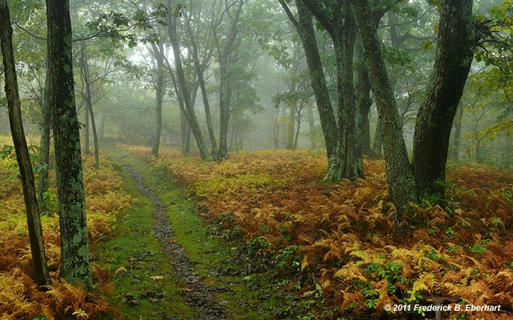 on hogback in a cloud captured on the appalachian trail in late september