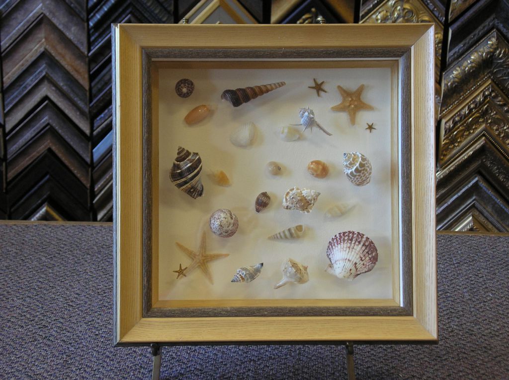 seashells head on view