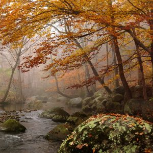 Fred Eberhart, "Robinson River Elms," 40 x 40, photograph