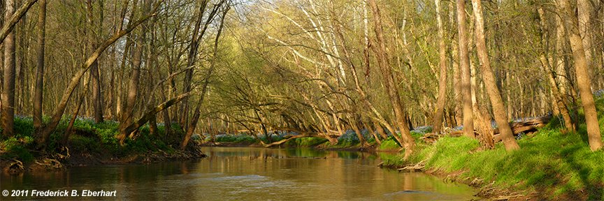 bluebells on cedar run by fred eberhart